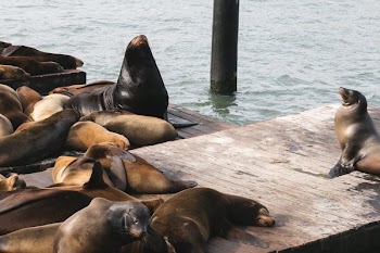 Sea Lions On Dock