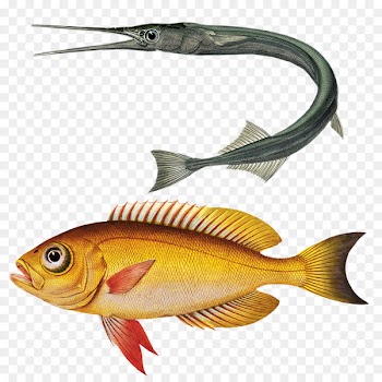 Sea Marine biology Fish Room Lake - guerlain 