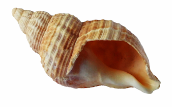 Sea Ocean Png Image Transparent Background - Seashell Png Free PNG ...