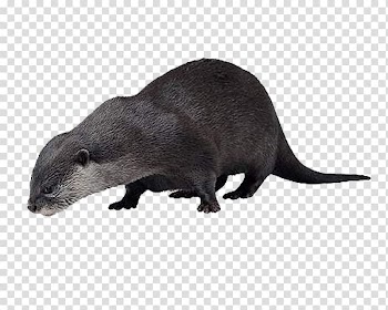 Sea otter Animal Vole, otter transparent background PNG clipart