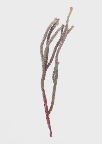 Sea plant poster, greige coral, | Free Photo - rawpixel