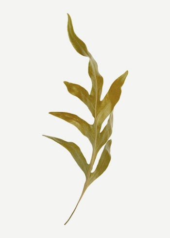 Sea plant poster, seaweed, nature | Free Photo - rawpixel