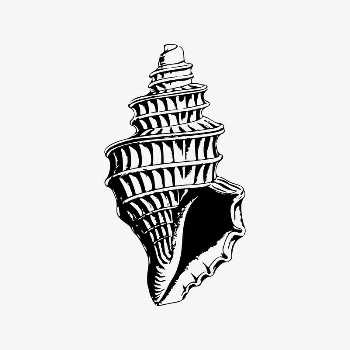Sea shell drawing, vintage illustration | Free Vector Illustration - rawpixel