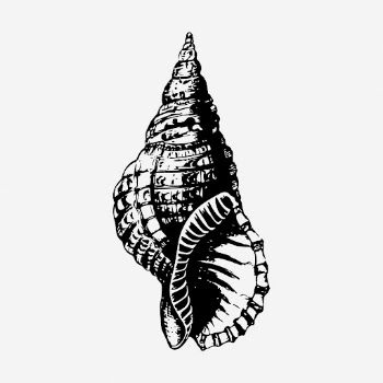 Sea shell drawing, vintage sea | Free Photo - rawpixel