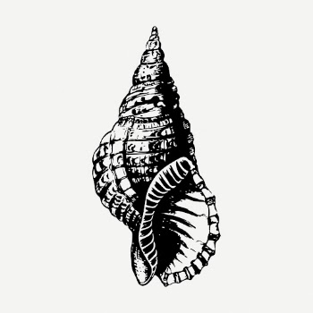Sea shell drawing, vintage sea | Free PSD - rawpixel