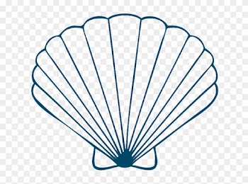 Sea Shells On Seashells Shells And Conch Clipart - Sea Shell Drawing