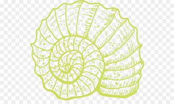 Sea snail Coral Illustration - conch 