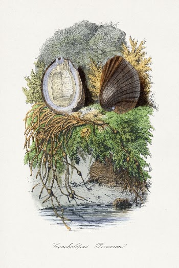 Sea snail painting by Paul | Free Photo Illustration - rawpixel