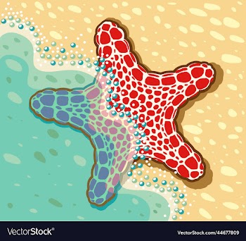 sea star lying near the sea on