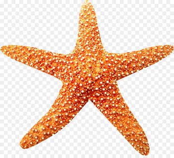 Sea Starfish Beach Coral reef Clip art - sea 