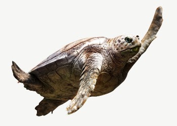 Sea turtle animal  collage | Free PSD - rawpixel