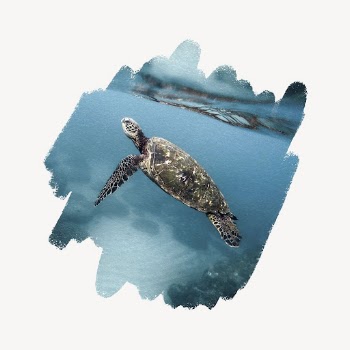 Sea turtle, brush stroke transition | Free PSD - rawpixel