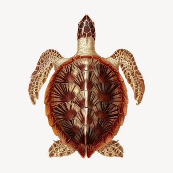 Sea turtle clipart, vintage sea | Free Vector - rawpixel