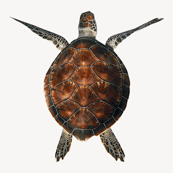 Sea turtle collage element, animal | Free PSD - rawpixel