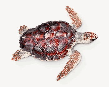 Sea turtle, collage element psd | Free PSD - rawpixel