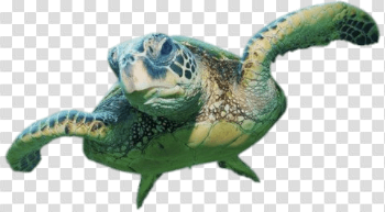 Sea Turtle Front View transparent PNG - StickPNG