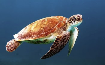 Sea turtle in the ocean. | Free Photo - rawpixel