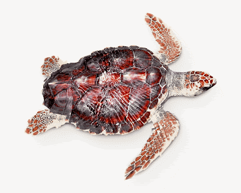 Sea turtle, isolated animal image | Free Photo - rawpixel