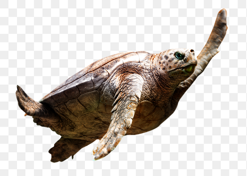 Sea turtle png animal  | Free PNG - rawpixel