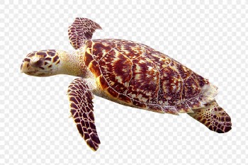 Sea turtle png, animal, transparent | Free PNG - rawpixel