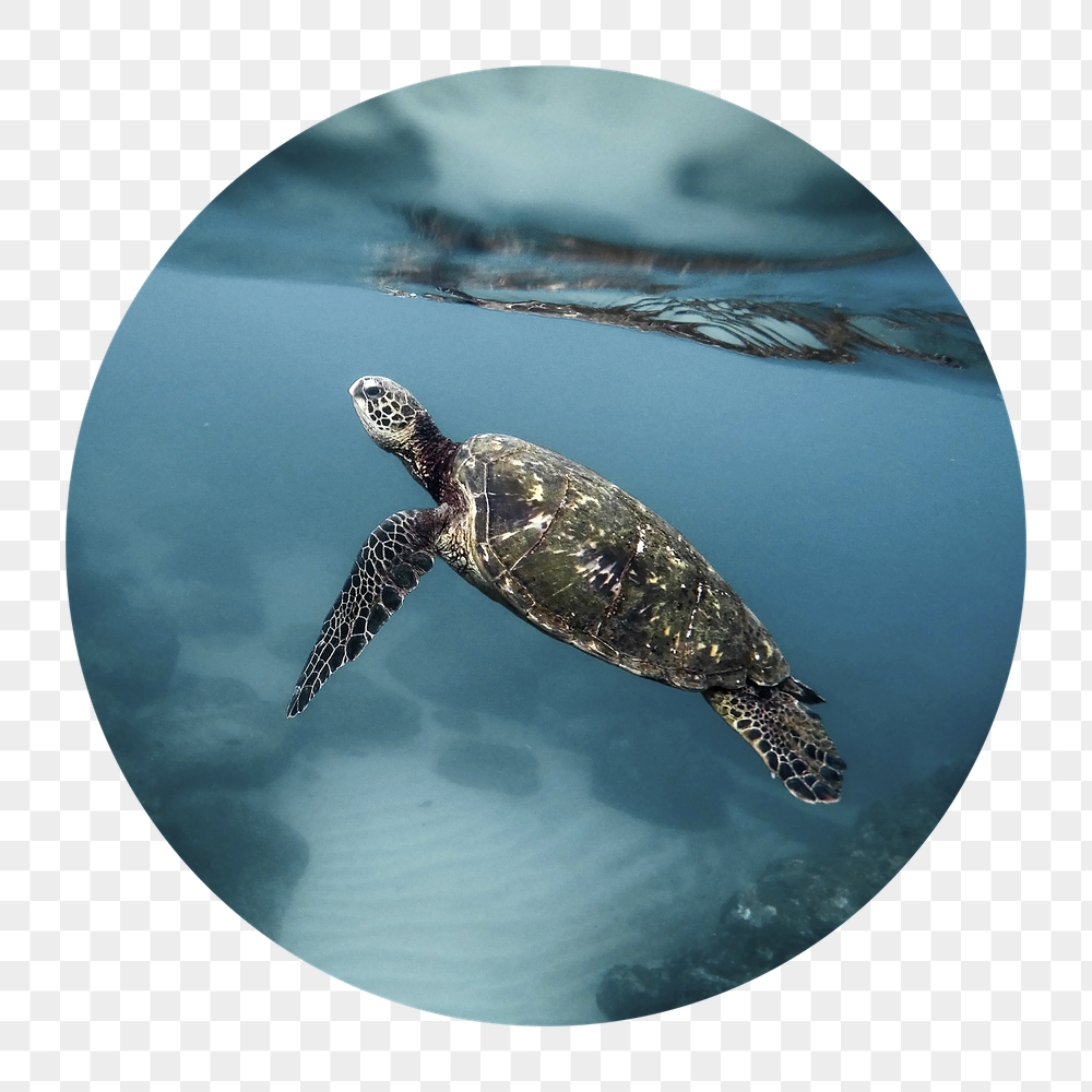 Sea turtle png badge sticker, | Free PNG - rawpixel