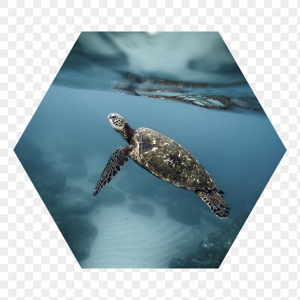 Sea turtle png badge sticker, | Free PNG - rawpixel