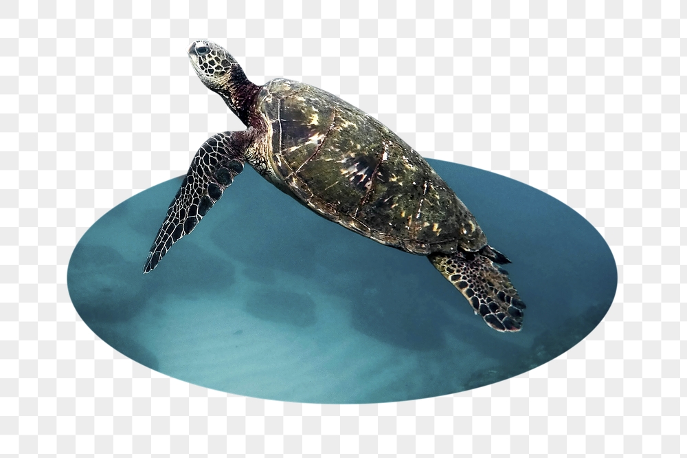 Sea turtle png badge sticker, | Free PNG - rawpixel