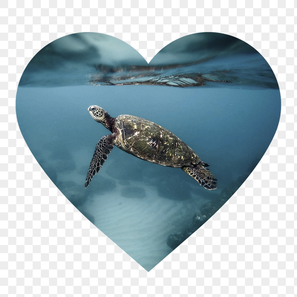 Sea turtle png badge sticker, | Free PNG - rawpixel