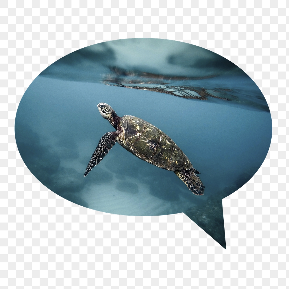 Sea turtle png badge sticker, | Free PNG - rawpixel