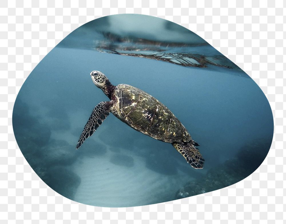 Sea turtle png badge sticker, | Free PNG - rawpixel