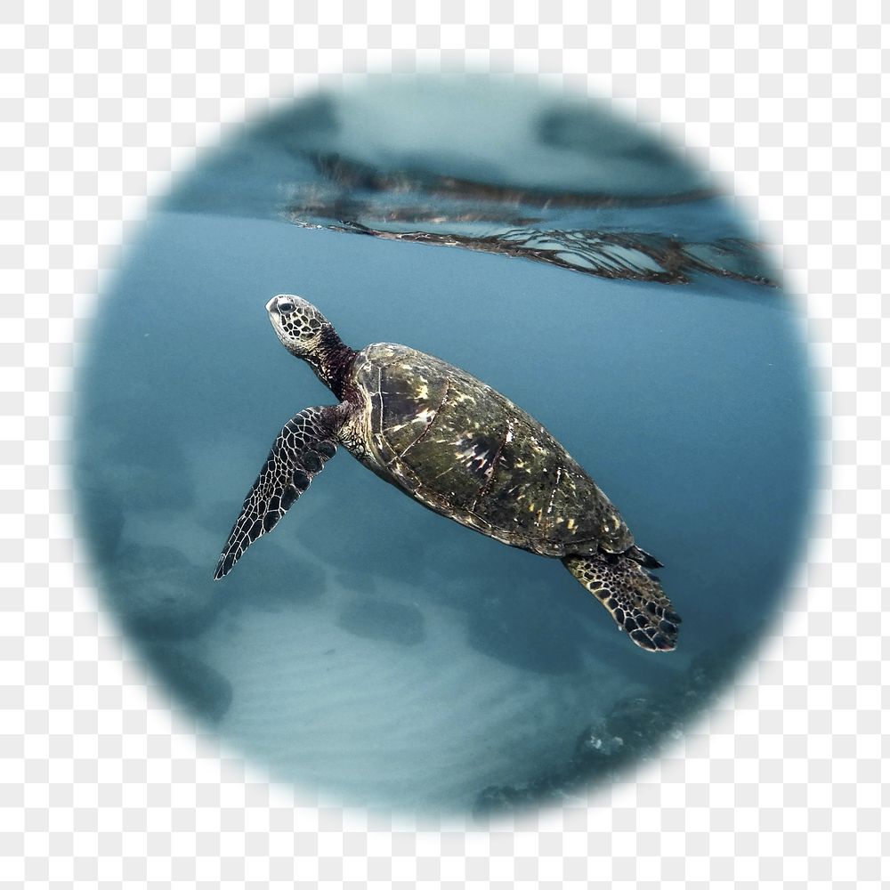 Sea turtle png badge sticker, | Free PNG - rawpixel