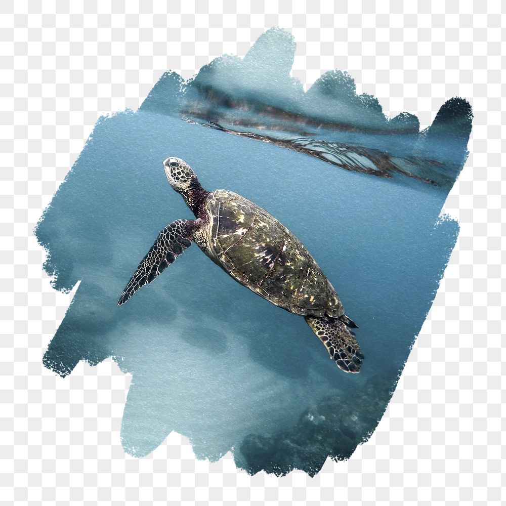 Sea turtle png, brush stroke | Free PNG - rawpixel