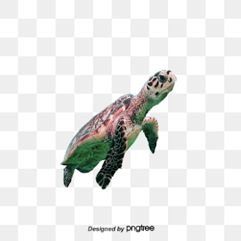 Sea Turtle PNG Images | Vector and PSD Files | Free Download on ...