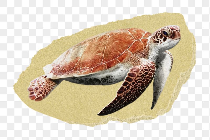 Sea turtle png ripped paper | Free PNG - rawpixel