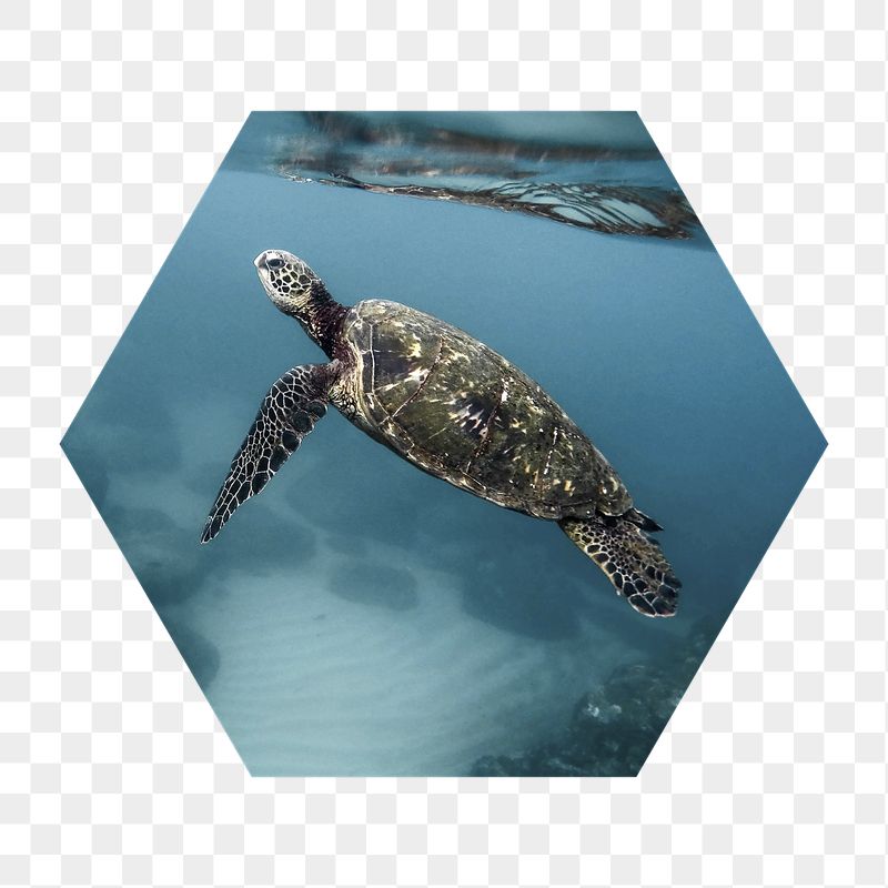 Sea turtle png swimming badge | Free PNG - rawpixel