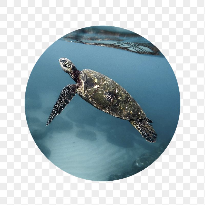 Sea turtle png swimming badge | Free PNG - rawpixel