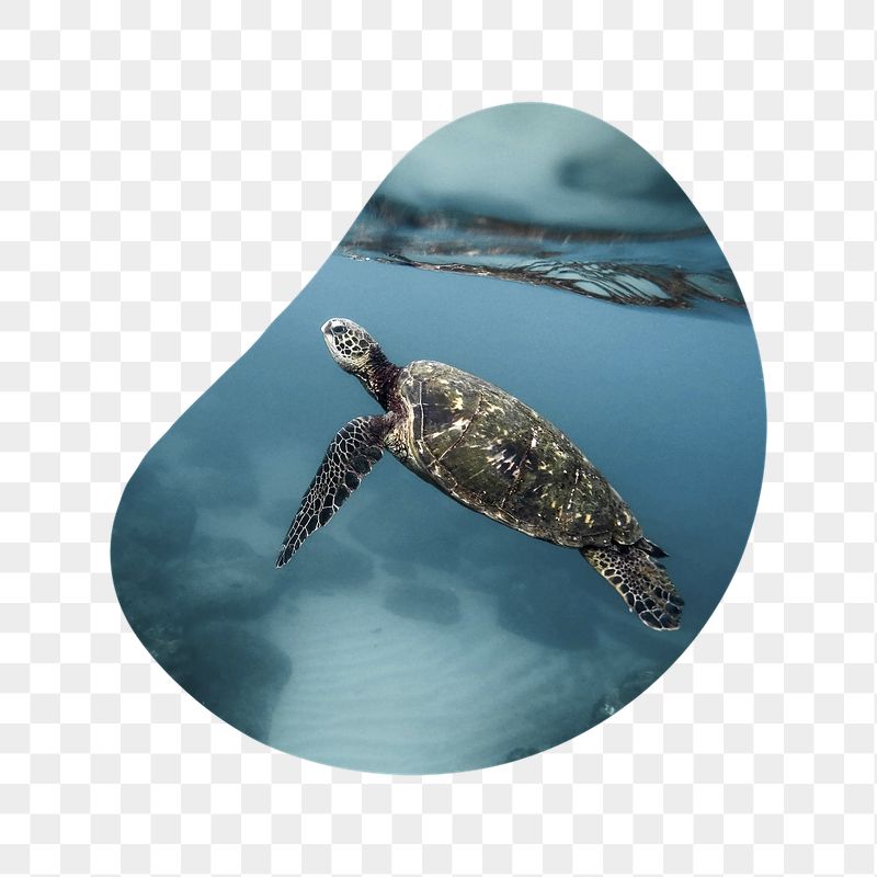 Sea turtle png swimming badge | Free PNG - rawpixel