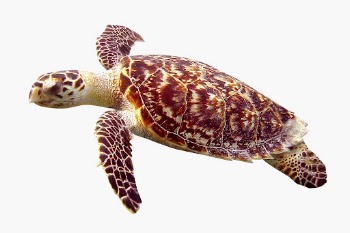 Sea turtle sticker, animal design | Free PSD - rawpixel