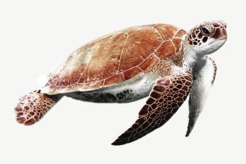 Sea turtle sticker, animal, environment | Free PSD - rawpixel