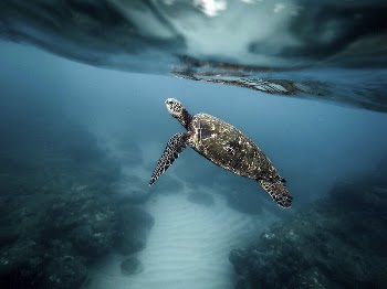 Sea turtle swimming in the ocean. | Free Photo - rawpixel