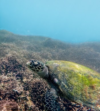 Sea Turtle Swimming Under the Sea