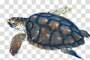 Sea Turtle transparent PNG - StickPNG