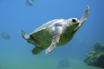 Sea turtle under water. Original | Free Photo - rawpixel