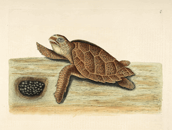 Sea turtle with eggs (1683&ndash;1749) | Free Photo - rawpixel