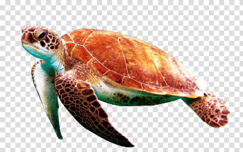 Sea turtles transparent background PNG Image Free Download ...