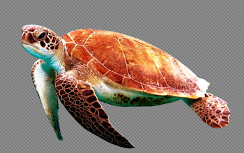 Sea turtles transparent background PNG Image Free Download ...