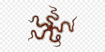 Sea Urchin Brittle Stars Starfish Art Forms In Nature - Buyenlarge 'common Madrepore Coral, Sea Urchin, Brittlestar,