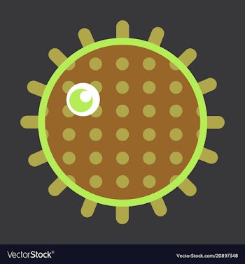 Sea urchin isolated on background vector image