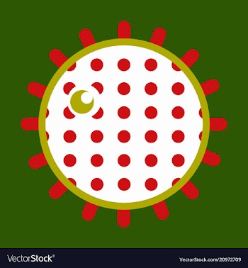 Sea urchin isolated on background vector image