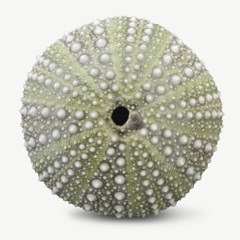 Sea urchin shell collage element | Free PSD - rawpixel